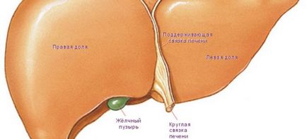 Funcțiile ficatului din corpul uman sunt digestive, non-digestive