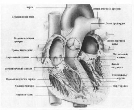 Zgomote funcționale la copii și adolescenți zgomot aproximativ vârstă caracteristică timp