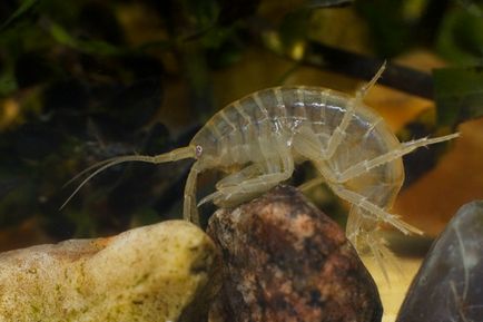 Gammarus sau amfipodul de crustacee este un aliment universal (descriere, specie, recoltare, reproducere, hrănire)