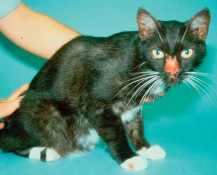 Hipersensibilitatea pisicilor la mușcături de țânțari, medic veterinar