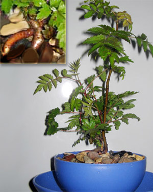 Imitarea bonsaiilor
