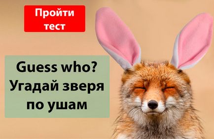 Імпотенція котів - можливі причини і методи лікування