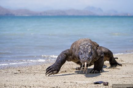 Indonezia, cu excepția primului Komodo, un sfat de la janjalan turistic pe