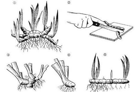 Irisuri de plantare și de îngrijire în teren deschis, reproducere particularități