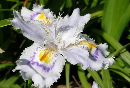 Irisuri de plantare și de îngrijire în teren deschis, reproducere particularități