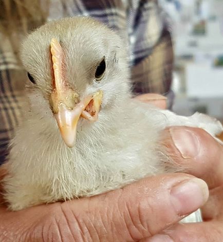Викривлення дзьоба у курчат причини появи, методи лікування і профілактика, відео