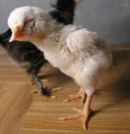 Bekapcsoltatta csőr csirkékben okoz az, módszerek kezelésére és megelőzésére, videó