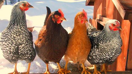 Bekapcsoltatta csőr csirkékben okoz az, módszerek kezelésére és megelőzésére, videó