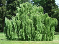 Willow plâns, plantări de dimensiuni mari, îngrijire, tăiere, semne de boli, timp de plantare, dimensiunea copacilor