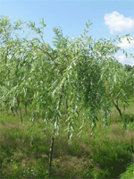 Willow plâns, plantări de dimensiuni mari, îngrijire, tăiere, semne de boli, timp de plantare, dimensiunea copacilor