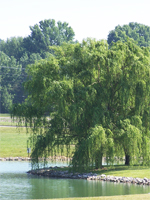 Willow plâns, plantări de dimensiuni mari, îngrijire, tăiere, semne de boli, timp de plantare, dimensiunea copacilor