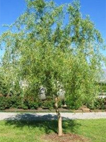 Willow plâns, plantări de dimensiuni mari, îngrijire, tăiere, semne de boli, timp de plantare, dimensiunea copacilor