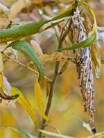 Willow plâns, plantări de dimensiuni mari, îngrijire, tăiere, semne de boli, timp de plantare, dimensiunea copacilor