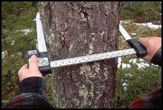 Mérési erdő indexek
