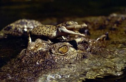 З життя крокодилів