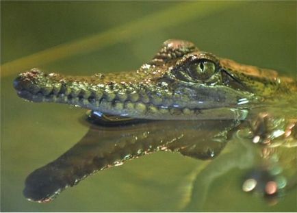 Din viața crocodililor