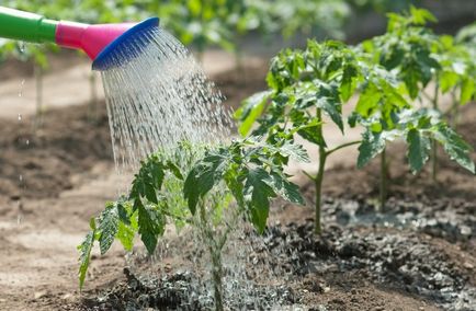 Cât de des pentru a apă de răsaduri de tomate după picking, aterizare în pământ și în seră -