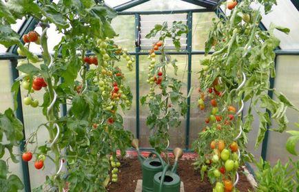 Cât de des pentru a apă de răsaduri de tomate după picking, aterizare în pământ și în seră -