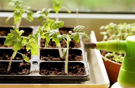 Cât de des pentru a apă de răsaduri de tomate după picking, aterizare în pământ și în seră -