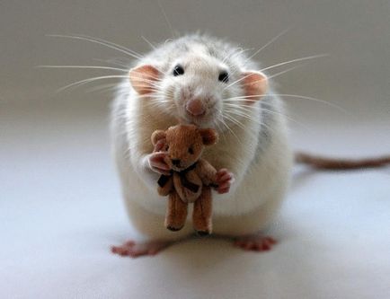 Hogyan és mit kell etetni kisállat patkány