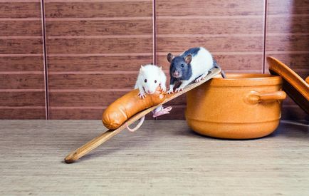 Hogyan és mit kell etetni kisállat patkány