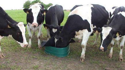 Cum și cum să hrăniți vaca, cum să îngrijiți vaca