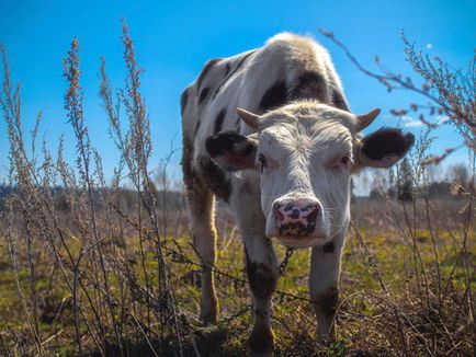 Cum și cum să hrăniți vaca, cum să îngrijiți vaca