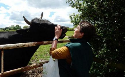Як і чим годувати корову, як доглядати за коровою