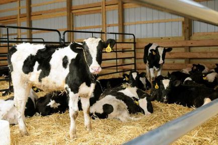 Як і чим годувати корову, як доглядати за коровою