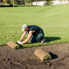 Care sunt principalele tipuri de peluze și plante pentru aceasta sunt fotografia unui rulou și a unei peluze rotunde