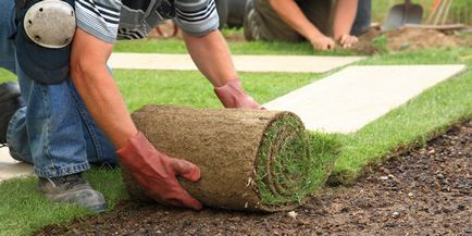 Care sunt principalele tipuri de peluze și plante pentru aceasta sunt fotografia unui rulou și a unei peluze rotunde