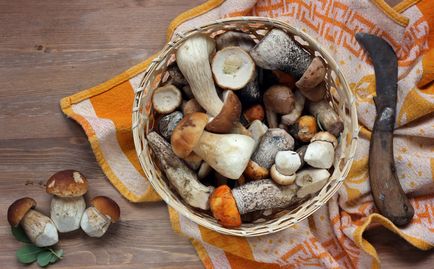 Cum și unde să depozitezi ciupercile în casă