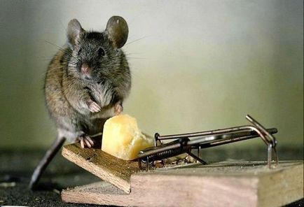 Як позбутися мишей в квартирі назавжди способи