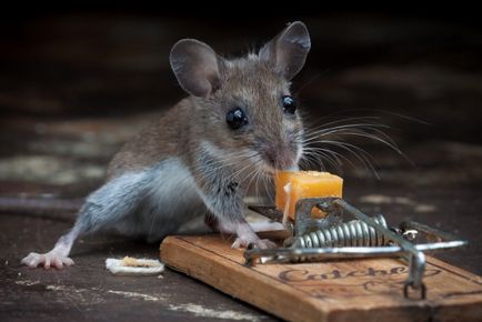Как да се отървем от мишките в апартамента за всички начини