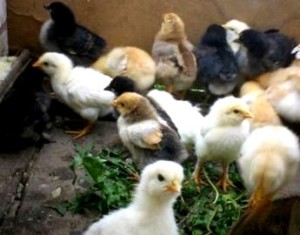 Як годувати курчат шістсот рад