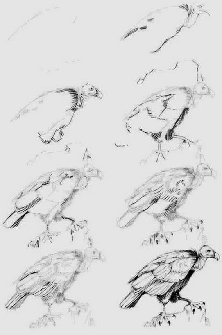 Cum de a desena un vultur în creion în etape
