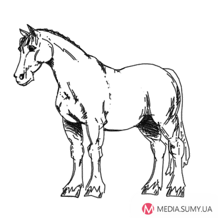 Як намалювати коня-ваговоз клайдесдальской породи