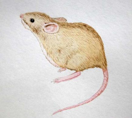 Як намалювати мишеняти - як малюється мишеня - малювання
