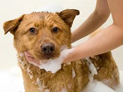 Як очистити шерсть собаки від різних забруднень поради від