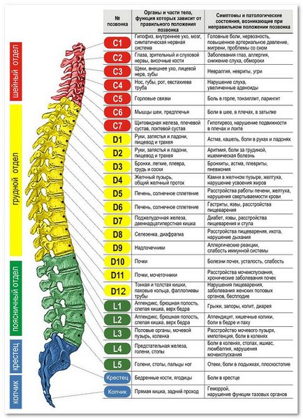 Ce structură are coloana umană?