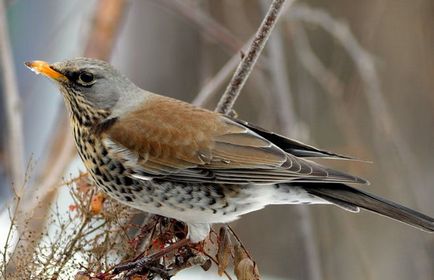 Cum se face distincția între o miicuță și un starling