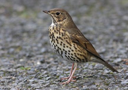 Cum se face distincția între o miicuță și un starling