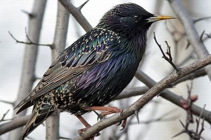 Cum se face distincția între o miicuță și un starling