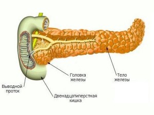 Cum berea afectează pancreasul