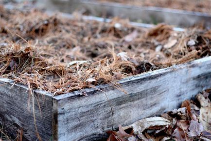 Cum să planteze un pepene galben, cum să pregătească semințe și să crească răsaduri