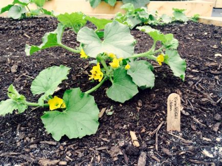 Cum să planteze un pepene galben, cum să pregătească semințe și să crească răsaduri