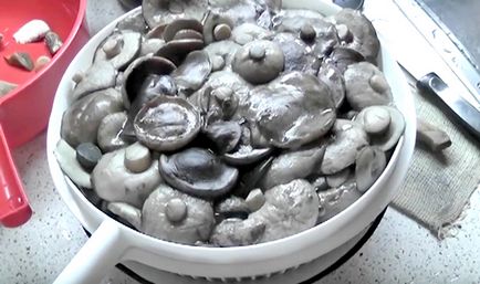 Cum să muiți podberozoviki fotografii și rețete pentru gătit ciuperci marinate în casă
