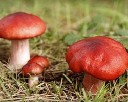 Cum să sară russula, rețete cu fotografii