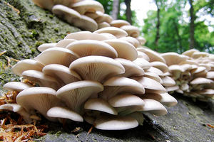 Cum să sare russula acasă cu site delicios și puternic, ciuperci