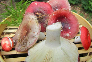 Cum să sare russula acasă cu site delicios și puternic, ciuperci